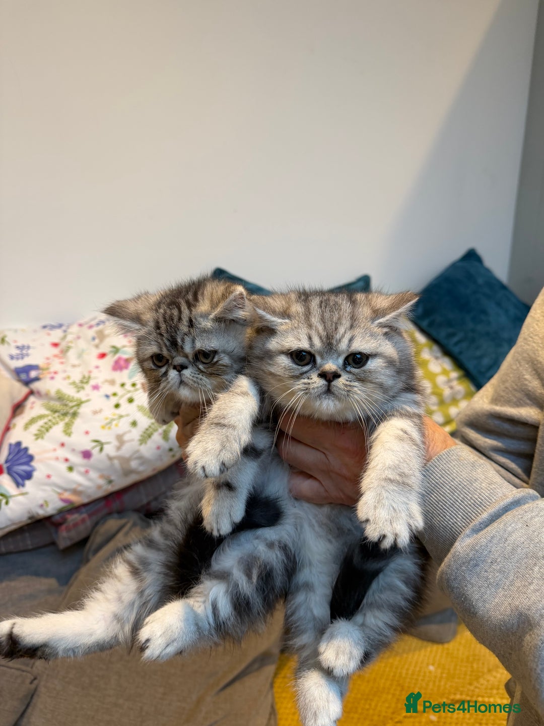 Exotic cats for sale: REDUCED Beautiful Exotic kittens  - Advert 7