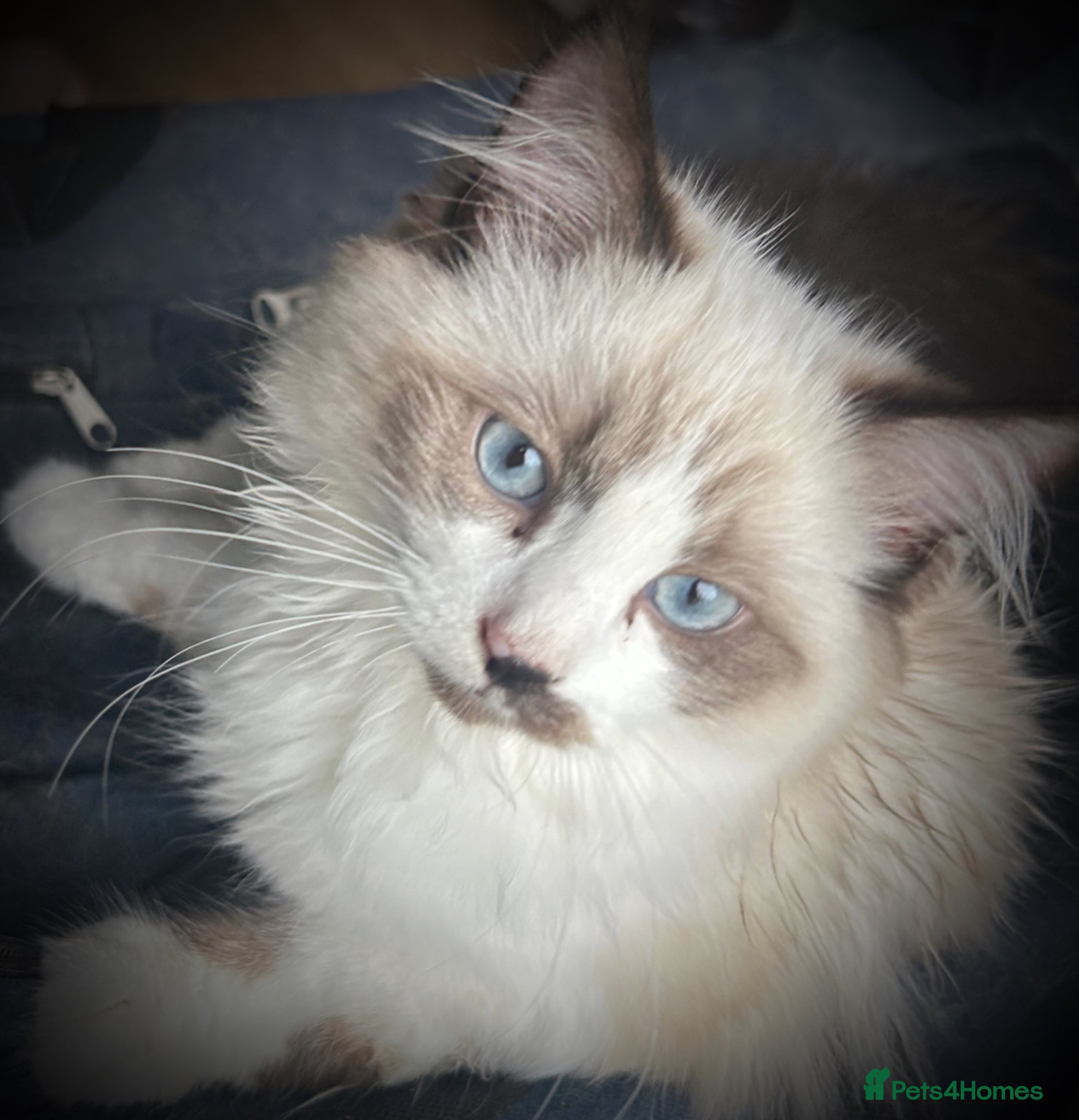 Ragdoll cats for sale: RAGDOLL Cross Kitten  - Advert 3