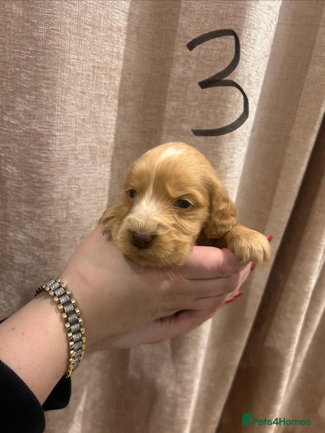 Cocker Spaniel dogs for sale: Cocker spaniel puppies - Advert 3