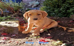 Mixed Breed dogs for sale: Labrador Cross Pups - Image 3