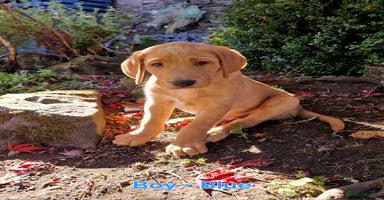 Mixed Breed dogs - Advert 6