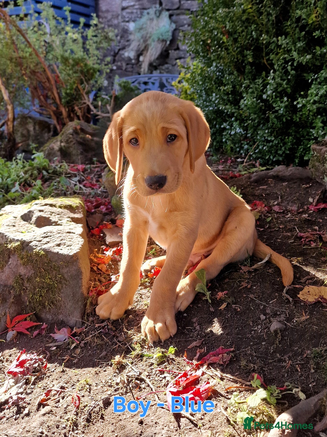 Mixed Breed dogs for sale: Labrador Cross Pups - Image 3