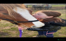 Other Breed horses for sale: Stunning Welsh X chunky gelding  - Image 5