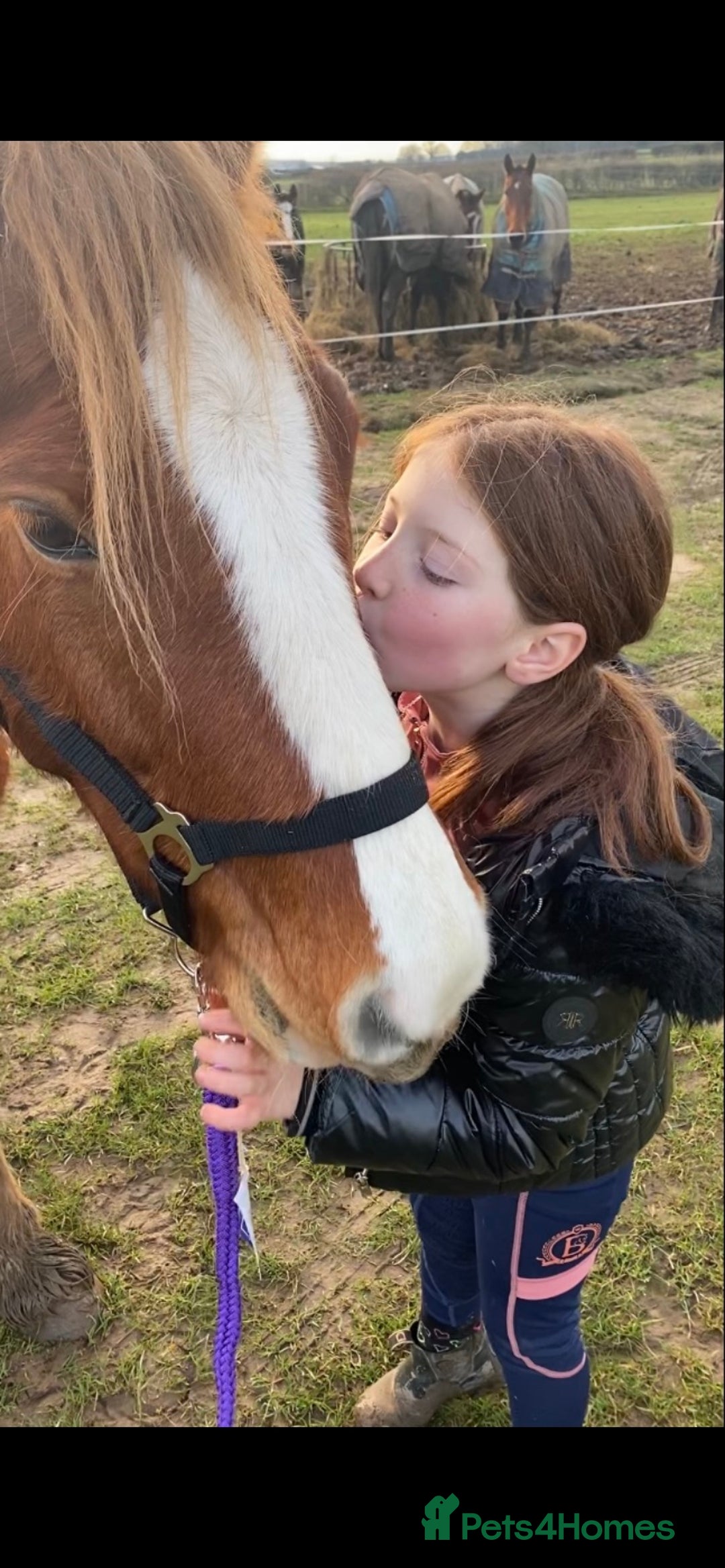Other Breed horses for sale: Stunning Welsh X chunky gelding  - Image 5