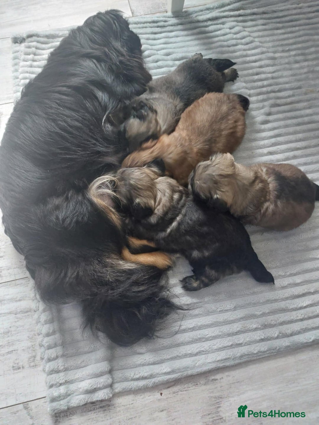 Pekingese dogs for sale: Pekingese puppies - Advert 5