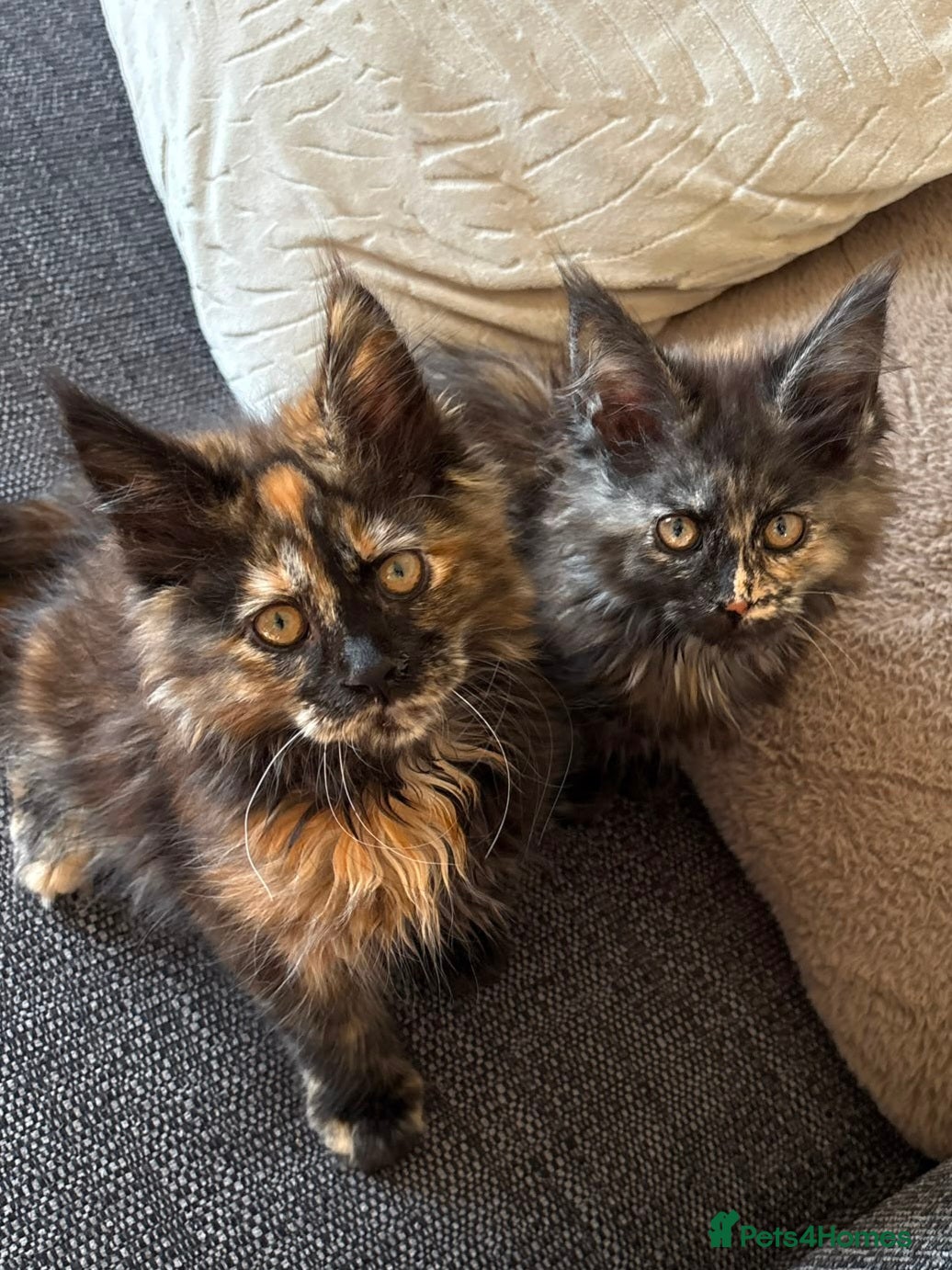 Maine Coon cats 2 large mainecoon girls remaining - Advert 1