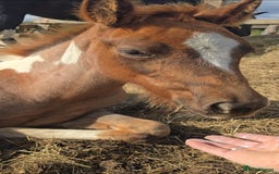 Paint horses for sale: Red Roan American Paint filly - Image 3