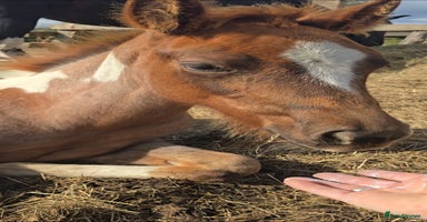 Paint horses - Advert 10
