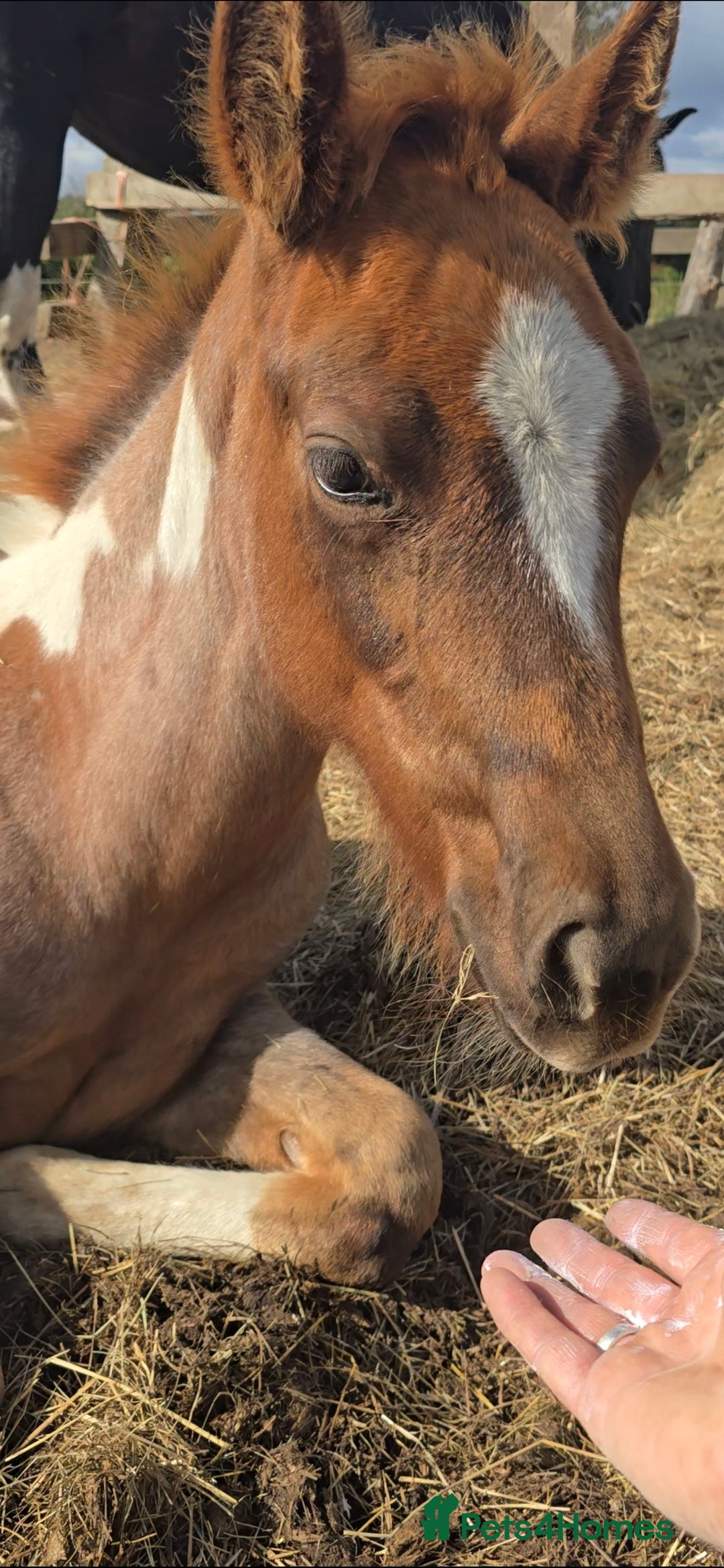 Paint horses for sale: Red Roan American Paint filly - Image 3
