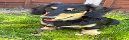 Miniature Dachshund dogs for sale: Long Haired Miniature Dachshund  - Advert 4