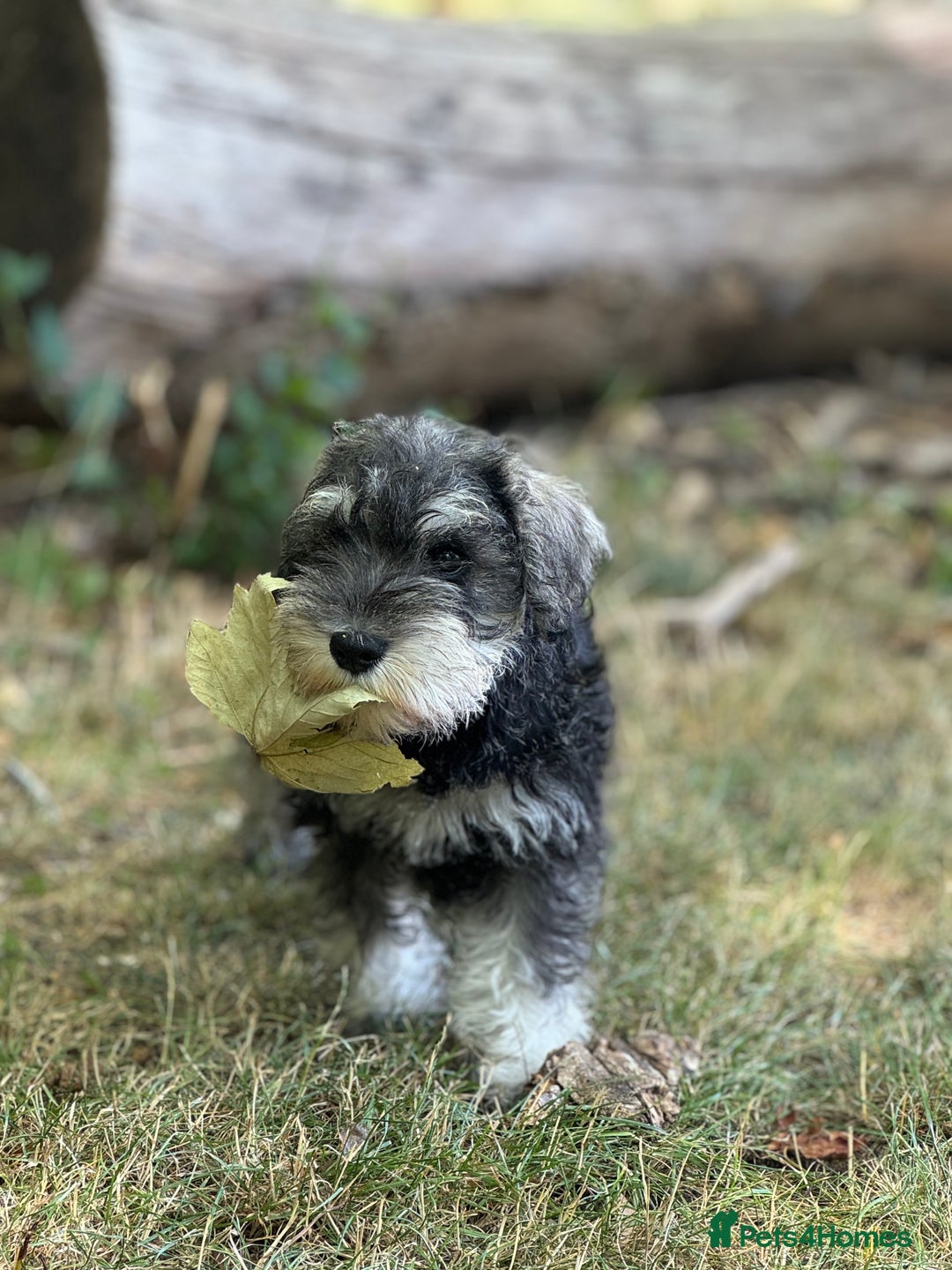 Miniature Schnauzer dogs for sale: Beautiful boy looking for his home !  - Image 3