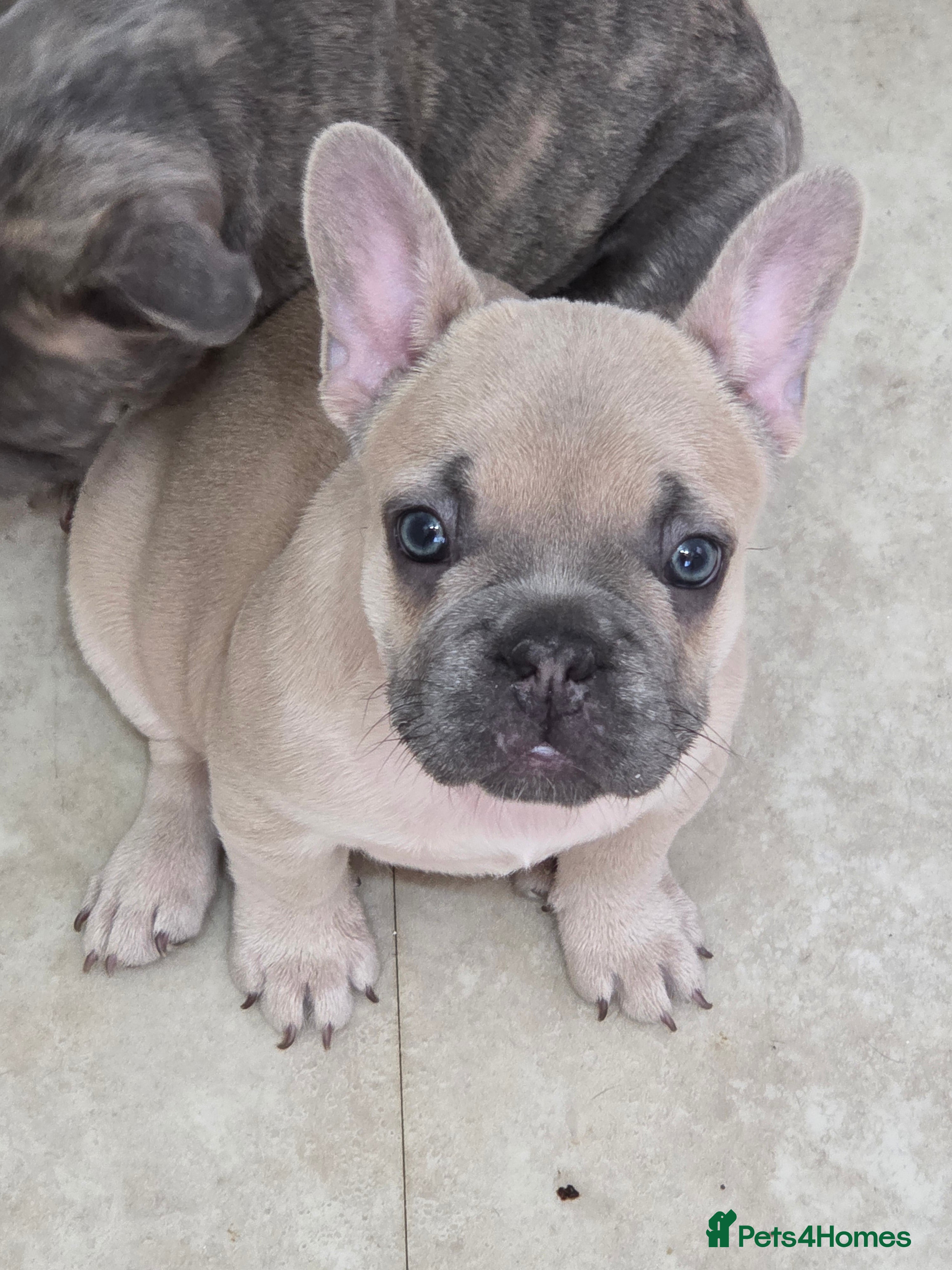 French Bulldog dogs Beautiful Blue French bulldog  - Advert 18
