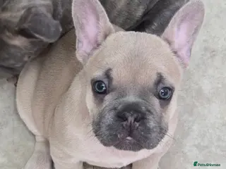 French Bulldog dogs Beautiful Blue French bulldog - Advert 18
