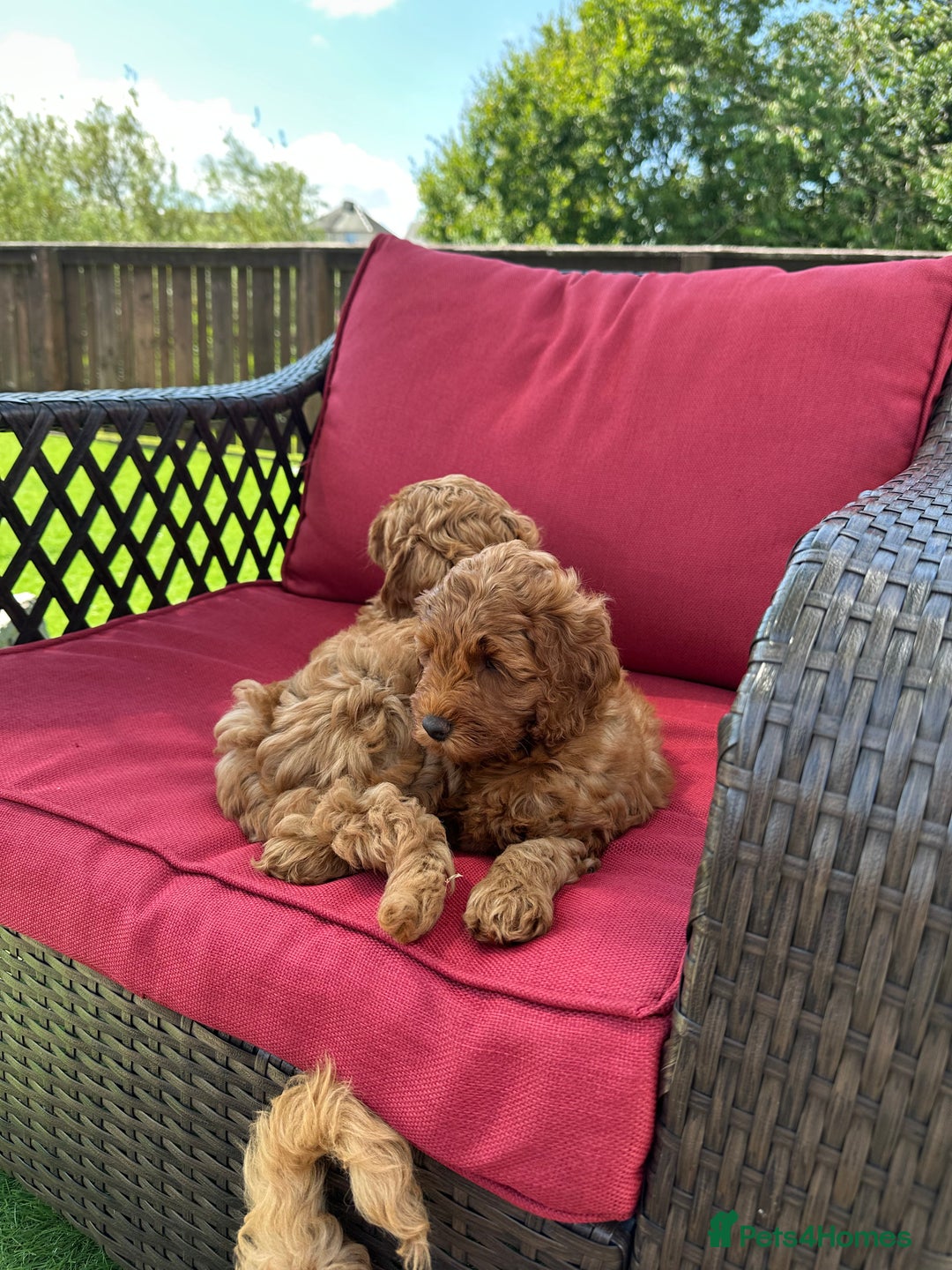 Cockapoo dogs for sale: Westcraigs Cockapoos - Image 18