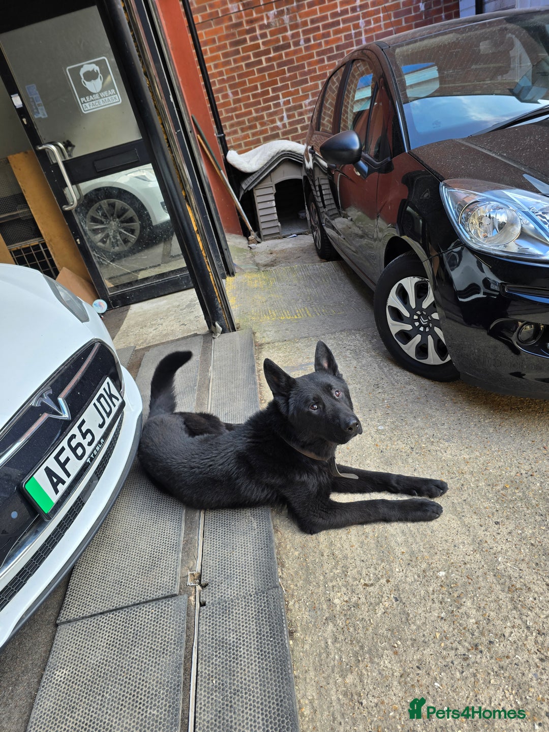 German Shepherd dogs for sale: *PROOF* 2 years old German shepard KC registered  - Image 3