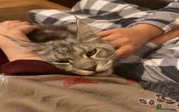 Maine Coon cats for sale: 2 x maine coon males must go together (£800 both)  - Image 12