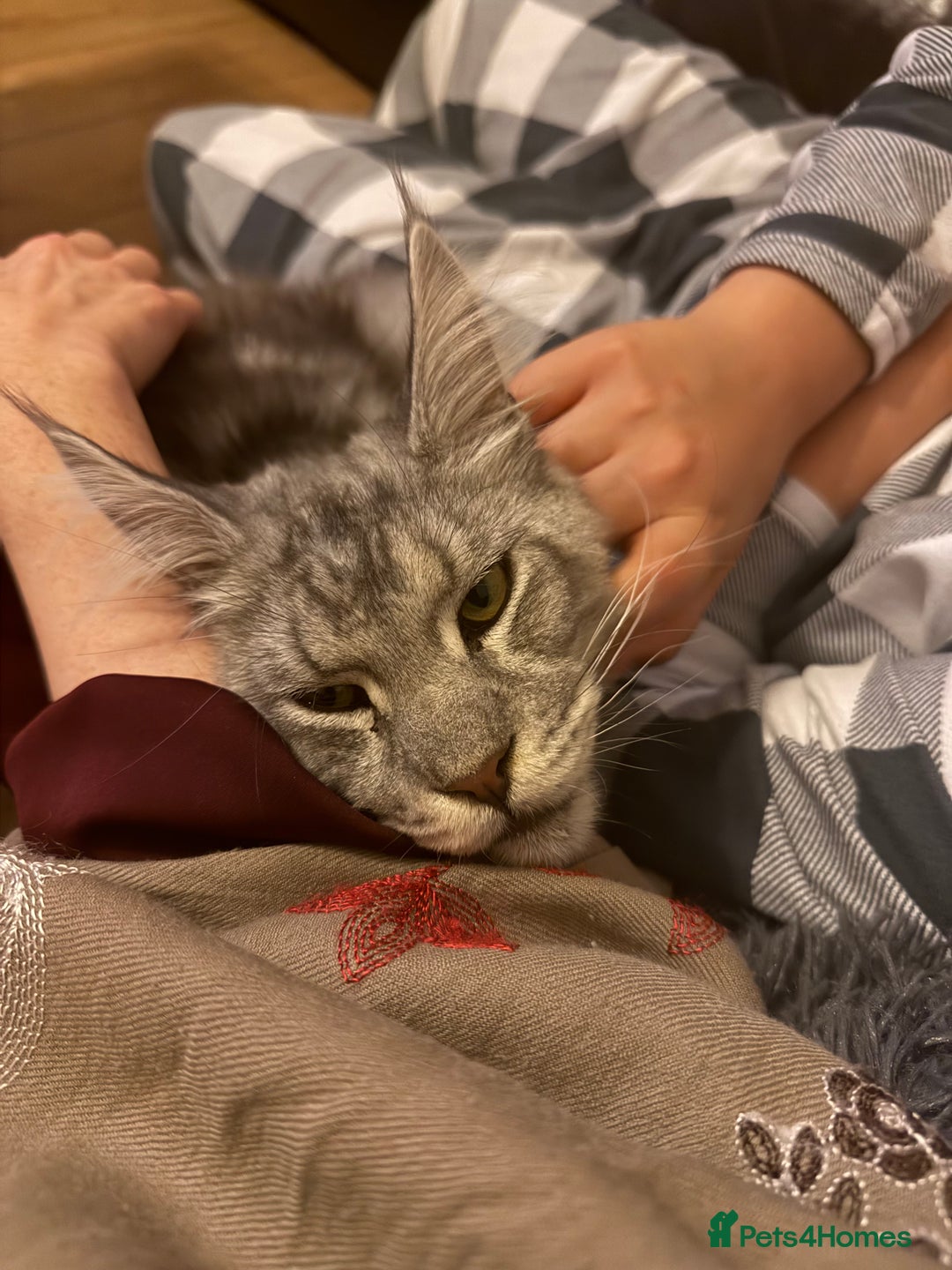Maine Coon cats for sale: 2 x maine coon males must go together (£800 both)  - Image 12