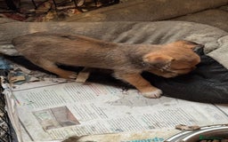 Jack Russell dogs for sale: Norwich terrier cross Jack Russell pups for sale - Image 9