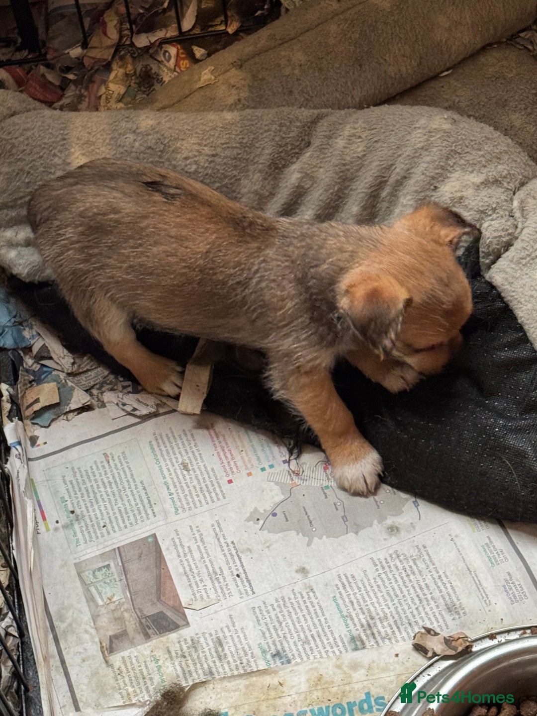 Jack Russell dogs for sale: Norwich terrier cross Jack Russell pups for sale - Image 9