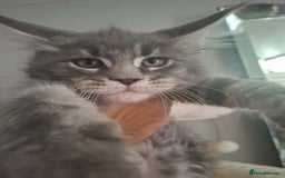 Maine Coon cats for sale: Xxl pure mainecoons  - Image 1