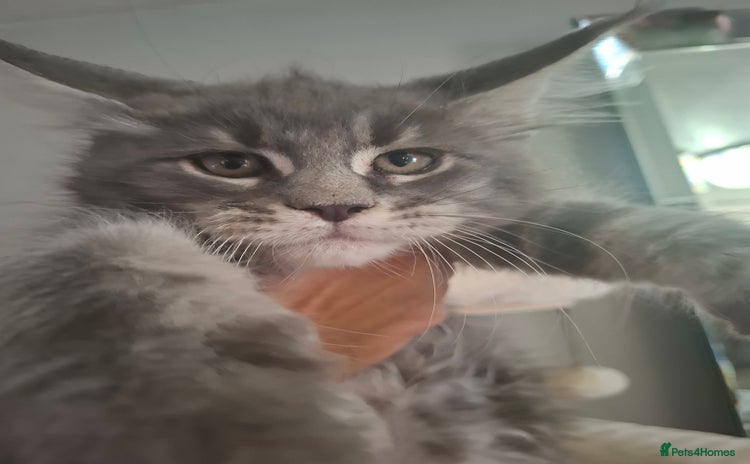 Maine Coon cats - Advert 13