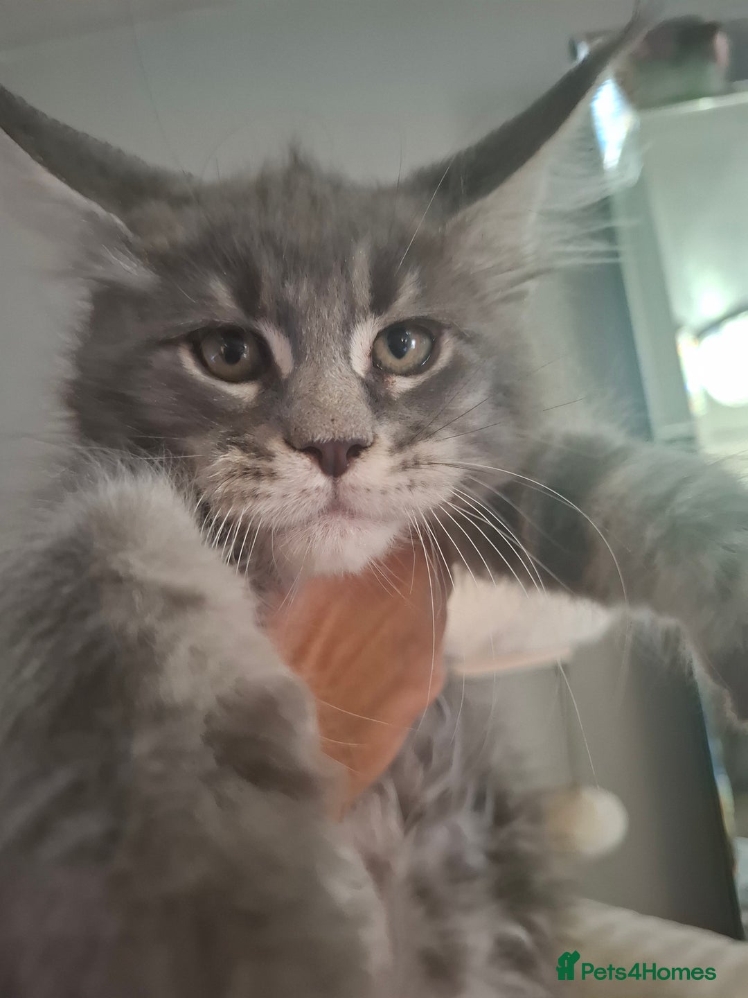 Maine Coon cats for sale: Xxl pure mainecoons  - Image 1