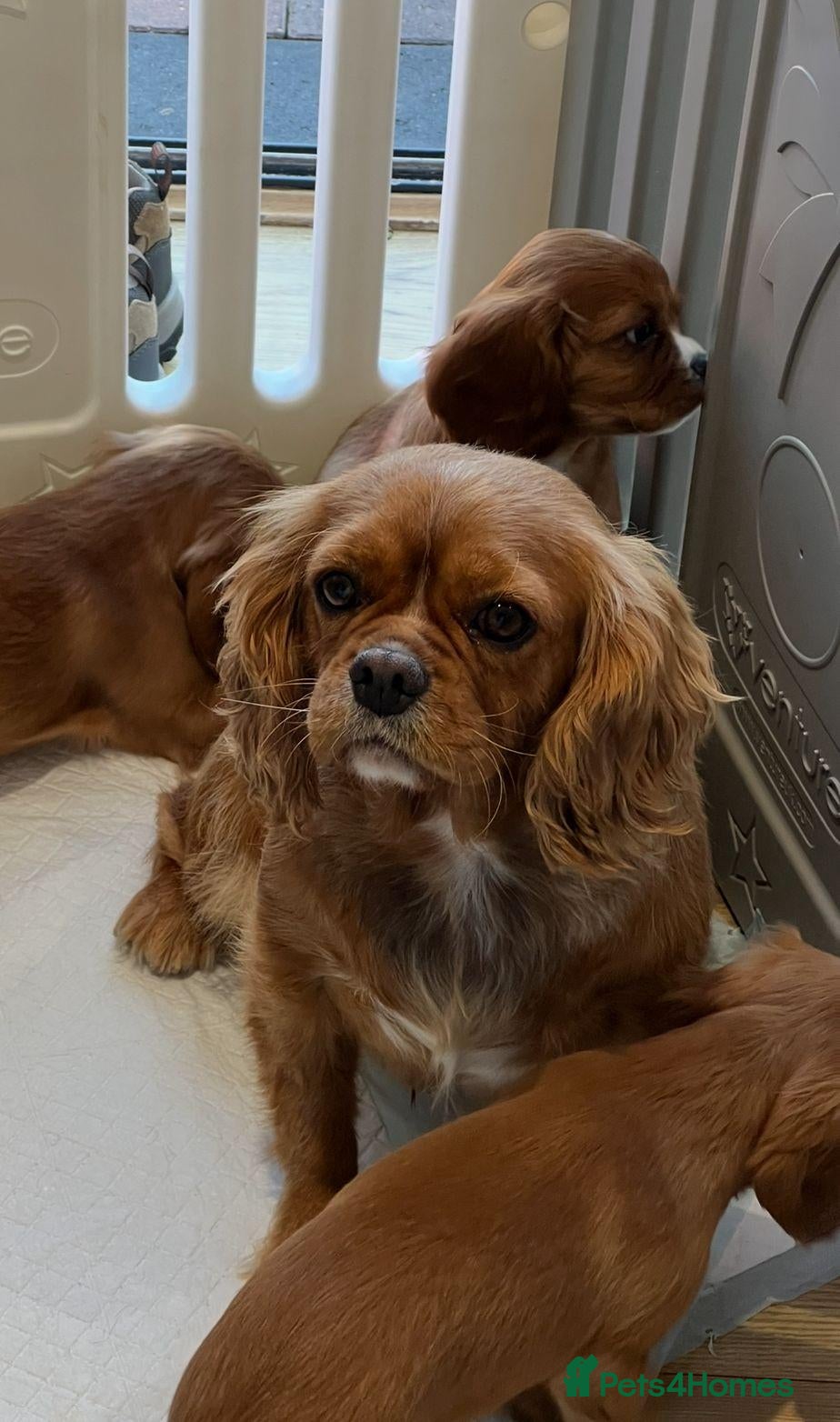 Cavalier King Charles Spaniel dogs KC REG HEALTH TESTED CAVALIER PUPPIES - Advert 2