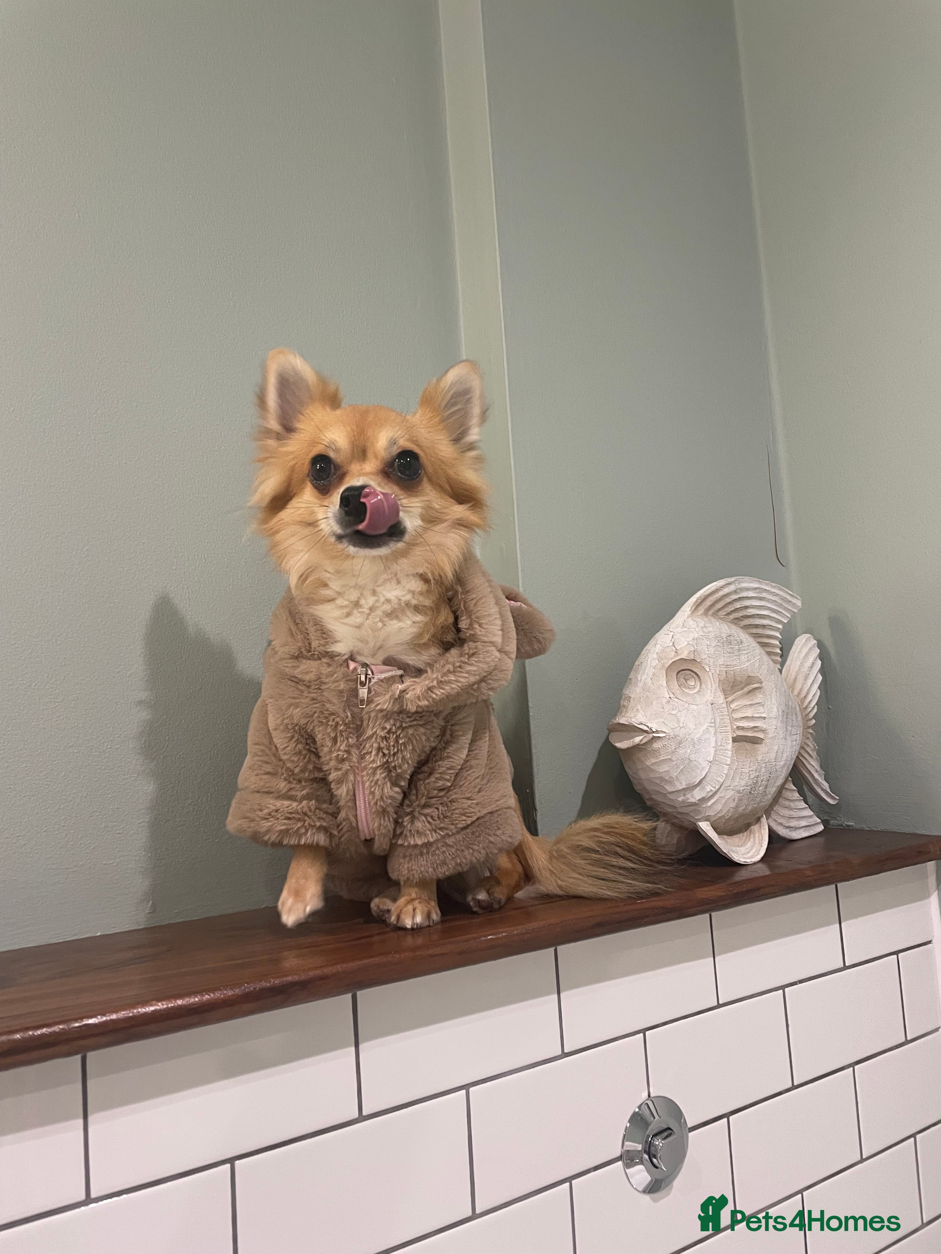 Chihuahua dogs Long Haired Chihuahua for Stud - Advert 1