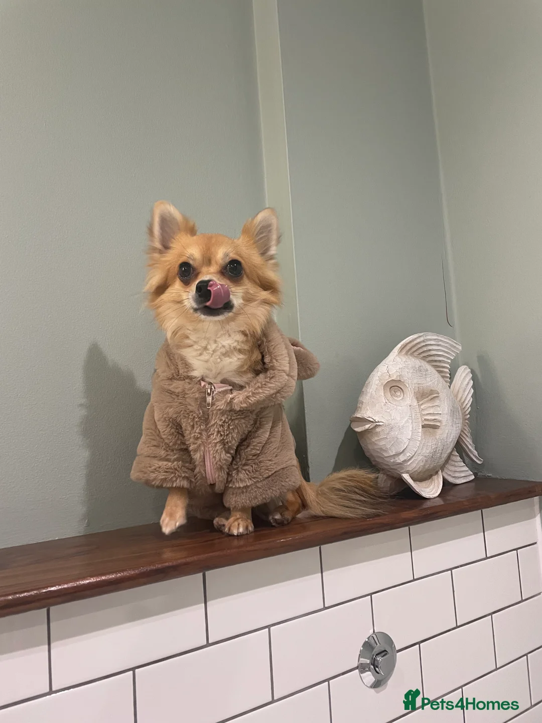 Chihuahua dogs for stud: Long Haired Chihuahua for Stud - Advert 1