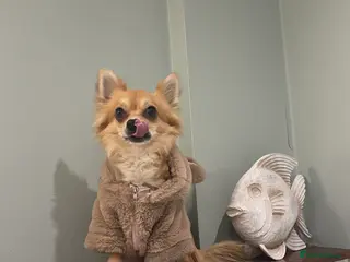 Chihuahua dogs Long Haired Chihuahua for Stud - Advert 1