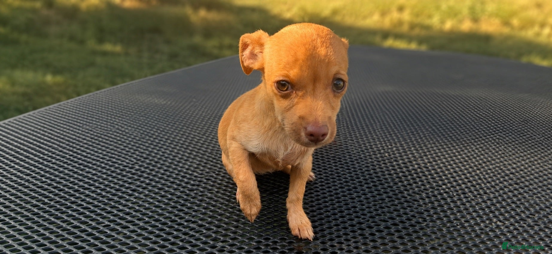 Jack Chi dogs 10 week old jack x chihuahua girl  - Advert 2