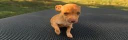 Jack Chi dogs for sale: 10 week old jack x chihuahua girl  in Crowborough - Advert 1