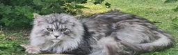 Maine Coon cats for sale: Maine coon girl - Advert 14
