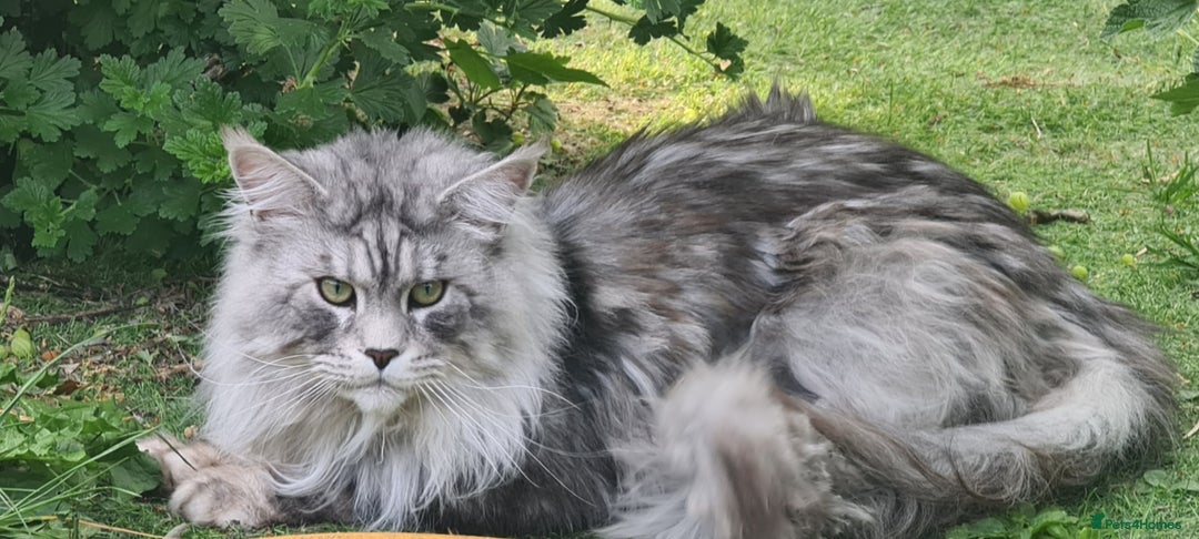 Maine Coon cats for sale: Maine coon girl - Advert 14