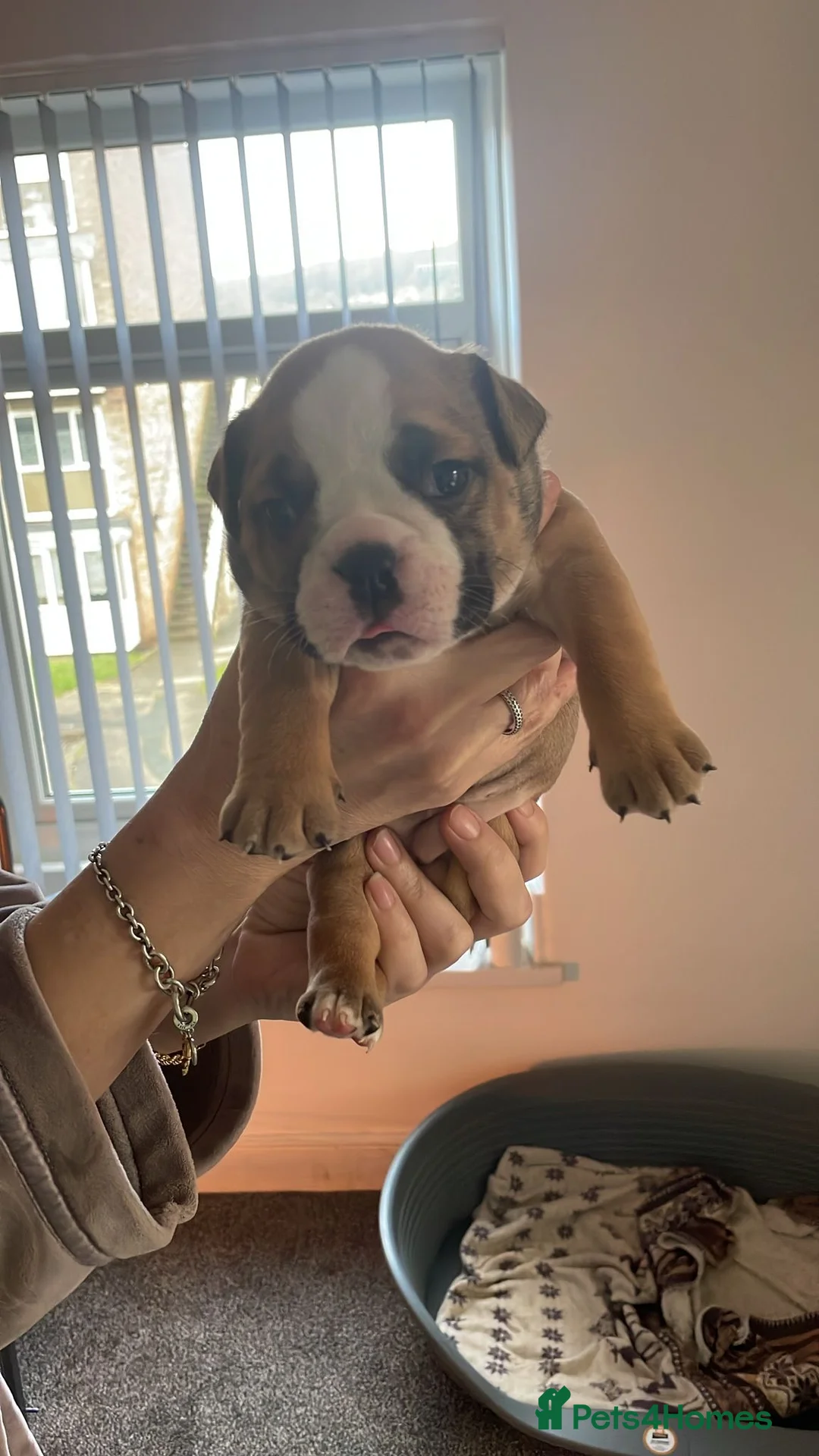 English Bulldog dogs for sale: New England bulldog puppies  - Advert 3