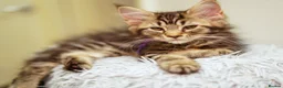 Maine Coon cats for sale: Gorgeous pure breed Mainecoon kittens ready now - Advert 17