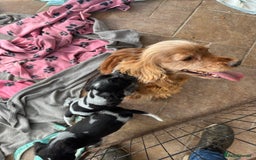 Cocker Spaniel dogs for sale: Show type blue roan cocker spaniel puppies  - Image 11