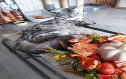 Maine Coon cats for sale: XXL Maine-coon beautiful silver boy. - Image 13