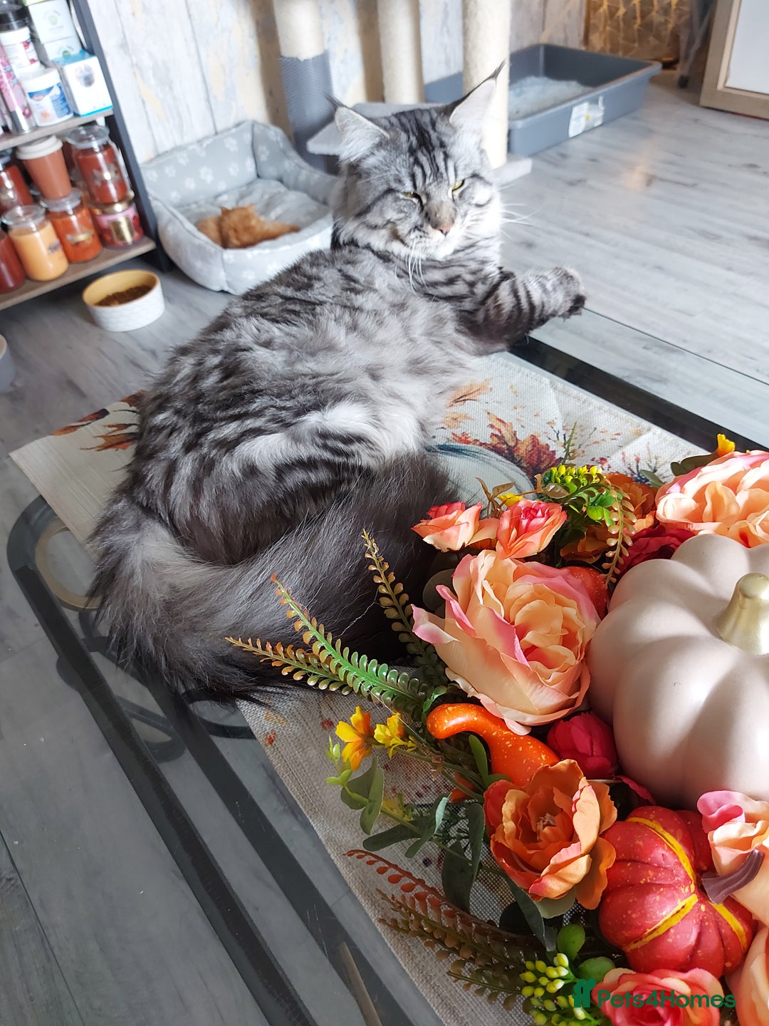 Maine Coon cats for sale: XXL Maine-coon beautiful silver boy. - Image 13