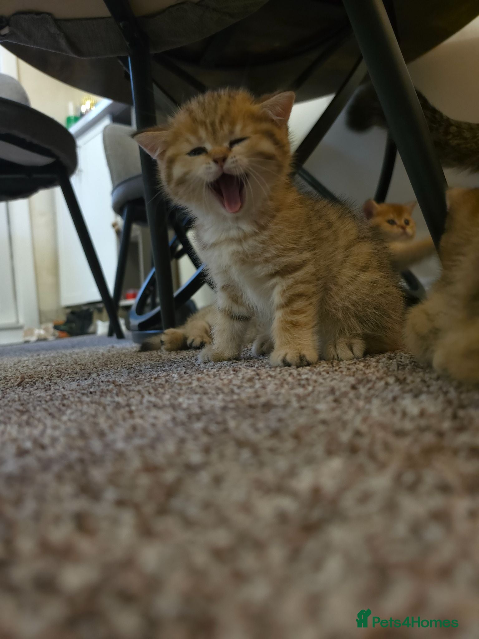 British Shorthair cats ✨GOLDEN SHIMMER BRITISH SHORTHAIR KITTENS ✨  - Advert 2