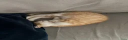 Mixed Breed cats for sale: Two Beautiful Ginger Kittens Looking for Home in Bedford - Advert 6