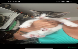 Mixed Breed cats for sale: 3 Female Kittens Available  - Image 2