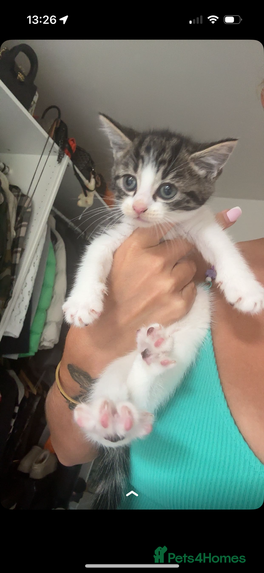 Mixed Breed cats for sale: 3 Female Kittens Available  - Image 2
