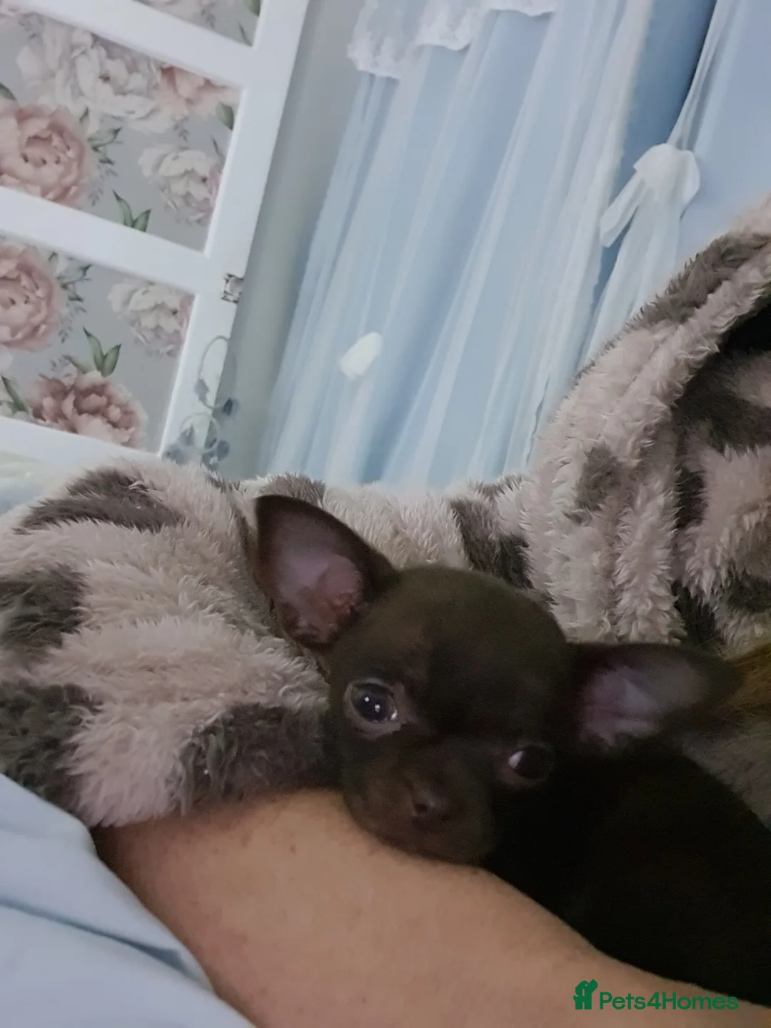 Chihuahua dogs for sale: Xx **  chihuahuas READY NOW.. - Advert 10