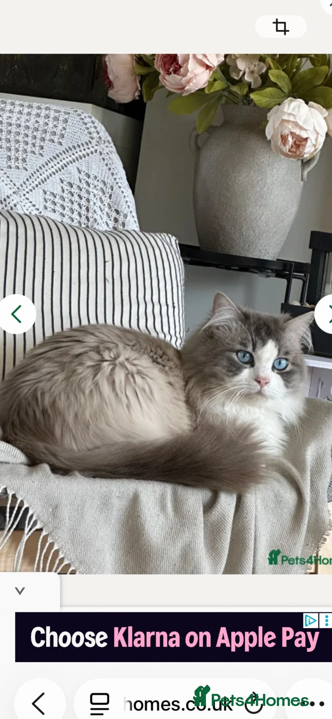 Ragdoll cats for sale: 8 gorgeous ragdoll kittens for sale - Advert 10