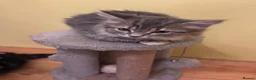 Mixed Breed cats for sale: 4 kittens looking for home in North Hampshire - Advert 2