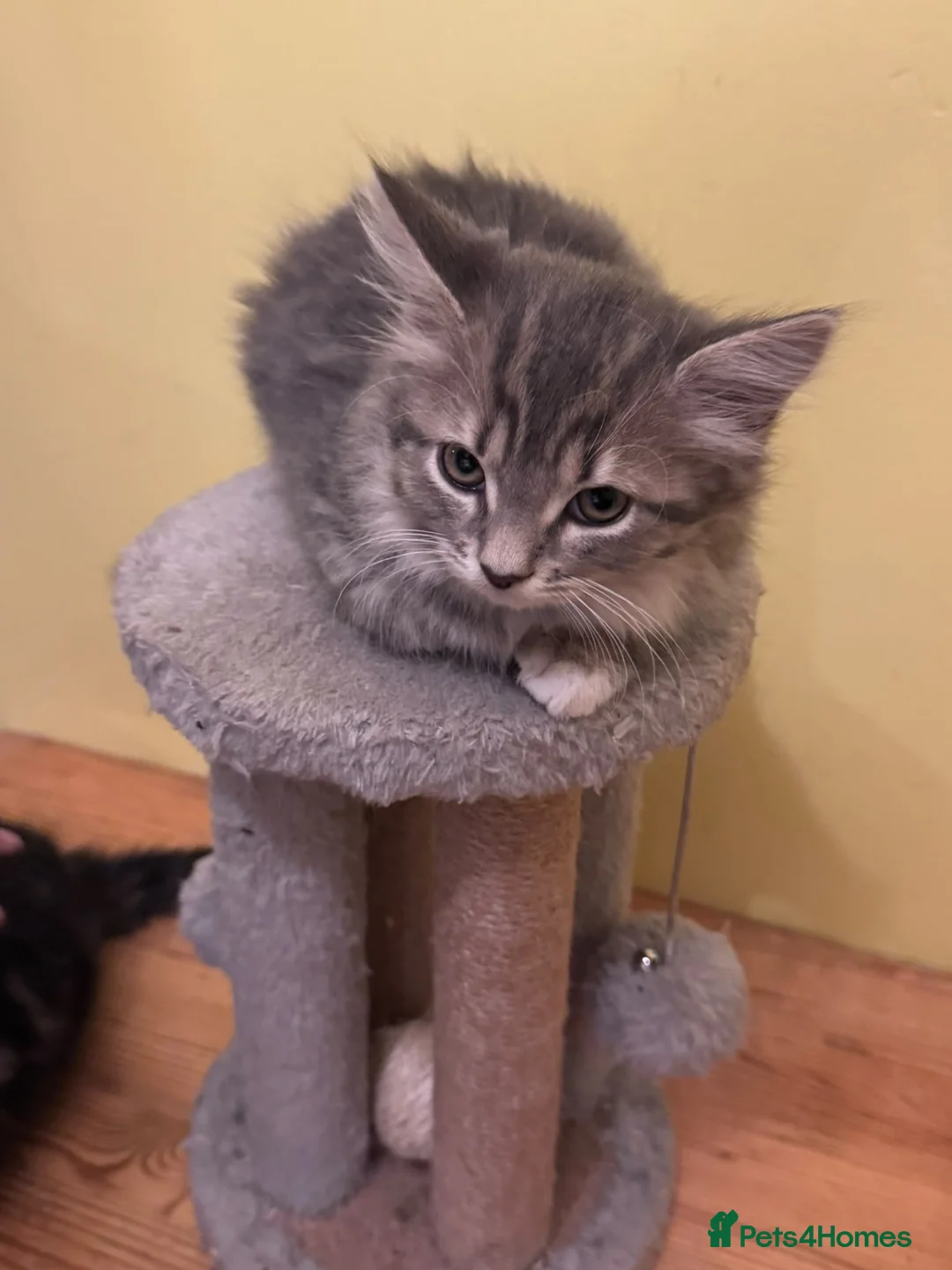 Mixed Breed cats for sale: 4 kittens looking for home in North Hampshire - Advert 2