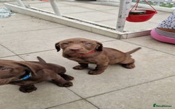 Labrador Retriever dogs for sale: Champain/chocolate puppys - Image 29