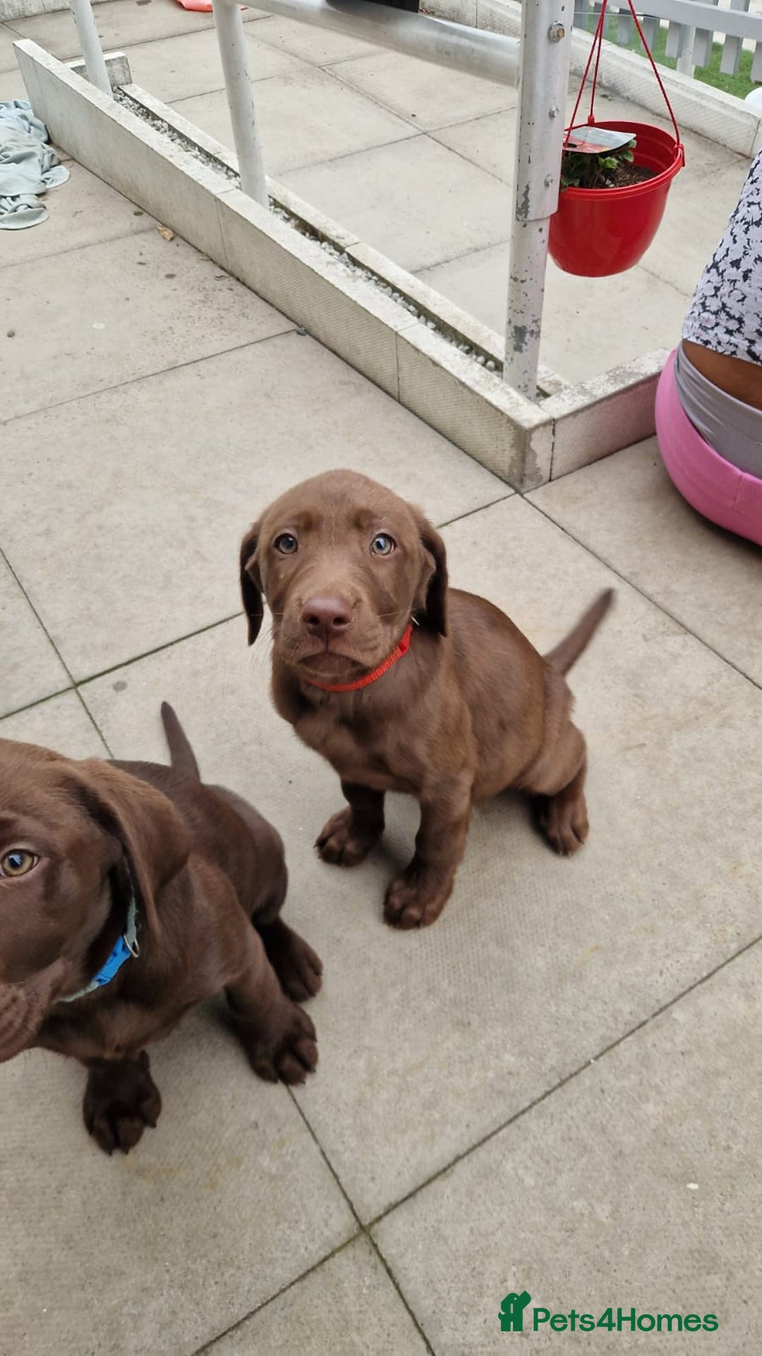 Labrador Retriever dogs for sale: Champain/chocolate puppys - Image 29