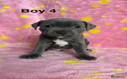 Staffordshire Bull Terrier dogs for sale: Stella & Astro Puppies - Image 4